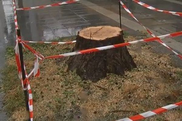 La foudre s'est abattue sur l'arbre où le postier avait trouvé refuge.