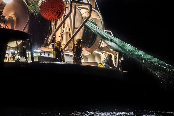 Un dauphin pris dans les filets d'un chalutier. Sea Sheperd a diffusé cette image sur son site internet et les réseaux sociaux.