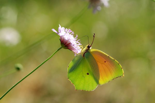 Unb papillon Citron de Provence (Gonepteryx cleopatra).