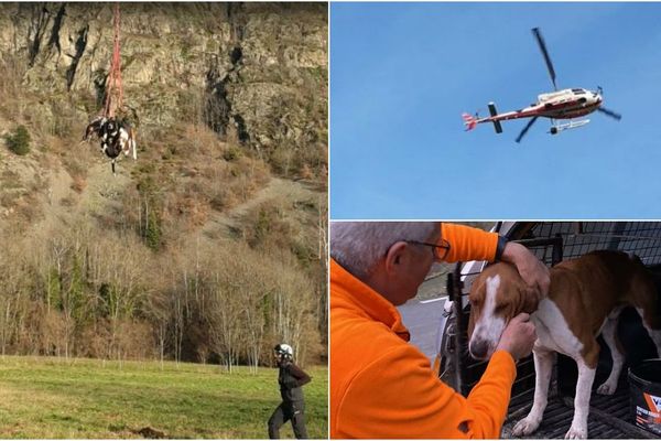 Les trois chiens, coincés dans le massif des Ecrins ont été hélitreuillés