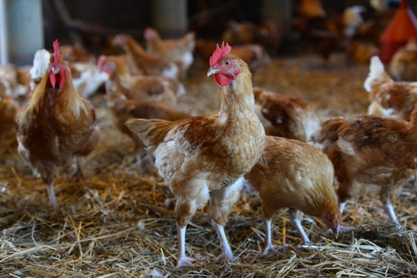 Illustration. De nombreux élevages de volailles en Isère ont été concernés par des mesures de protection liées à la découverte de plusieurs cas de grippe aviaire.