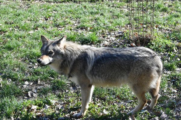 La région Paca est l'une de celles qui comptent le plus de loups en France.