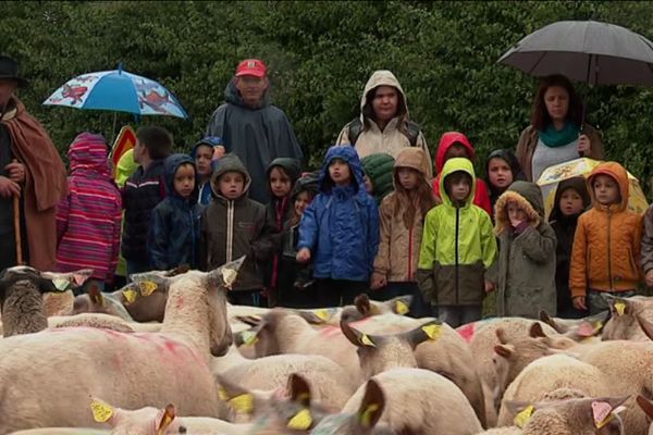 La transhumance sous la pluie