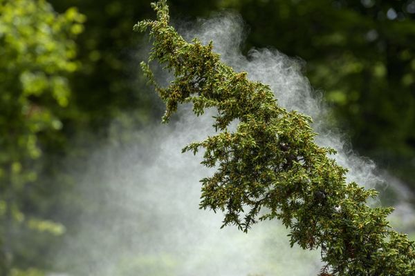 Avec le réchauffement climatique, les quantités de pollens émises sont plus importantes.