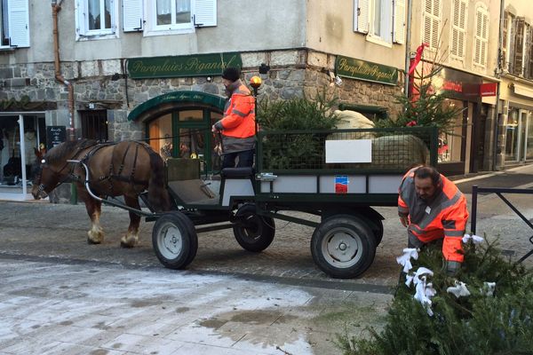 A Aurillac, les chevaux lourds sont mis à contribution pour collecter les sapins de Noël