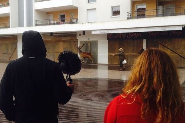 Un cerf dans les rues de Seynod pour les besoins de la série "Les Revenants" 