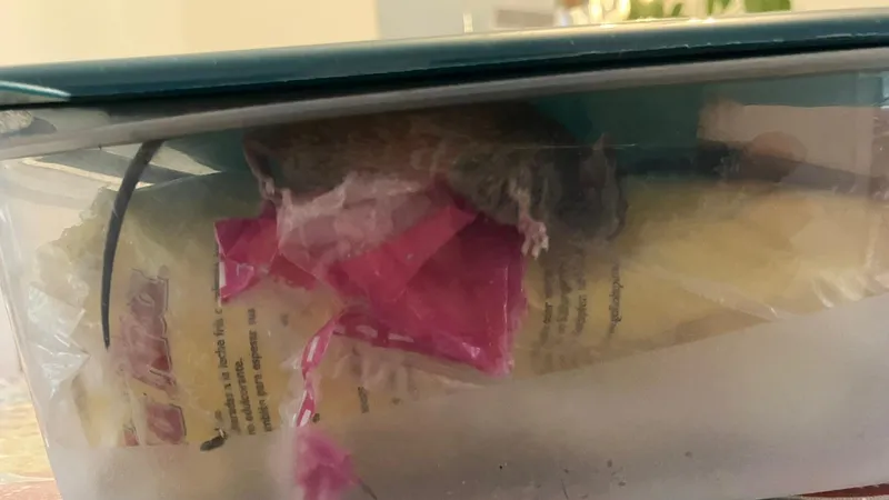 Une souris retrouvée dans un bac plastique, pourtant fermé, mais rongé !