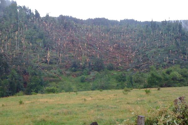 La tornade a arraché de nombreux arbres sur son passage.