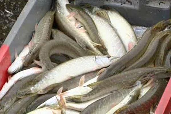 Pêche à l'étang du Gabriau sur la commune de Lingé dans l'Indre