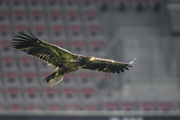 Méfi, l'aigle mascotte de l'OGC Nice