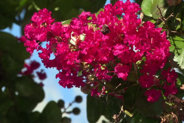 Lilas des Indes fleuri comme au printemps