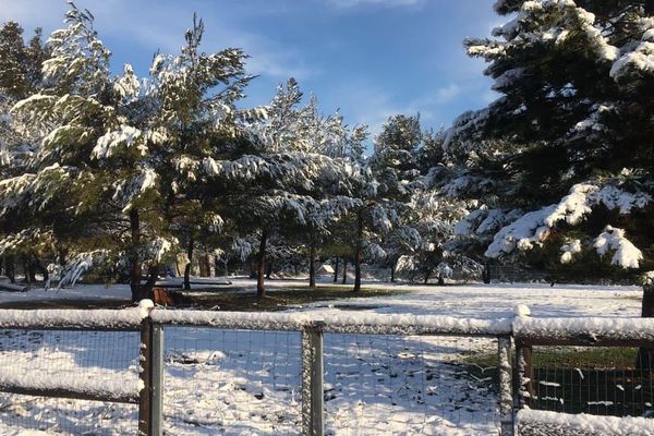 Saint-Victor-des-Oules (Gard) - les sapins sous la neige près d'Uzès - 26 mars 2020.