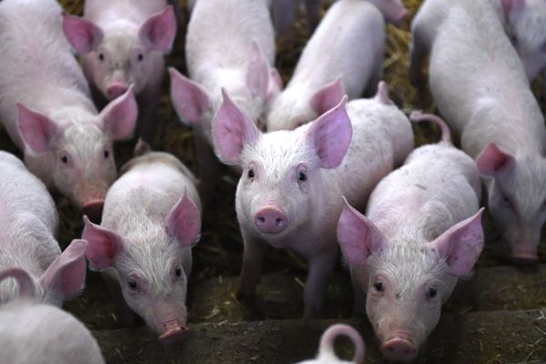 Pratiquée sur les porcelets âgés de moins de sept jours, la castration a pour objectif d’obtenir des porcs plus gras et d’éviter les mauvaises odeurs dégagées à la cuisson.