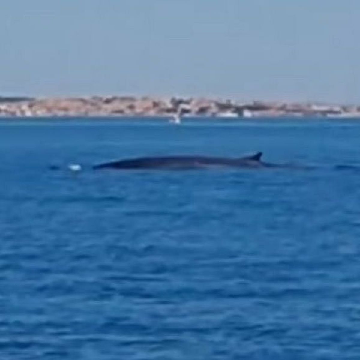 Video Aude Une Baleine Longe La Cote Au Large De Gruissan Sous Les Yeux De Plaisanciers Ravis