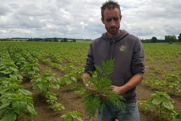 L'ambroisie est une espèce qui affecte surtout les champs de tournesol.