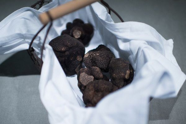 La truffe se trouve également en Isère.