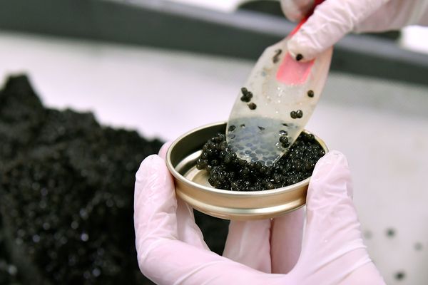 La France est aujourd'hui le 3ème producteur mondial de caviar après la Chine et l'Italie.