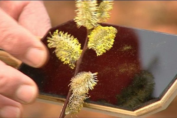 Les jardiniers surveillent l'apparition de pollen