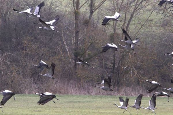 Ces demoiselles ont pris l'habitude de faire des pauses en Limousin 