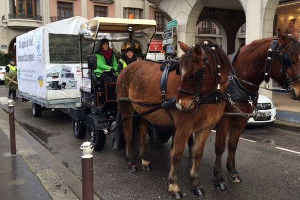 A Annecy, deux chevaux, Hilton et Casse-cou,récoltent les sapins de noël