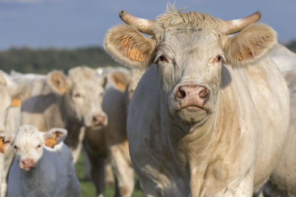 La filière de la viande bio connaît un essor mitigé. Il existe des disparités entre les éleveurs laitiers et les éleveurs bovins. 