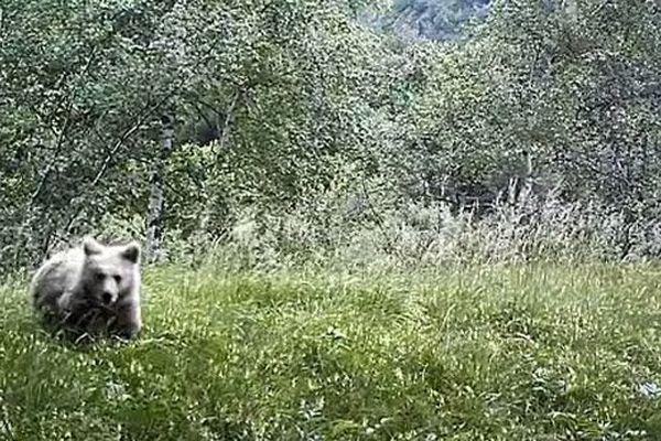 Ours subadulte  filmé dans l'Ariège