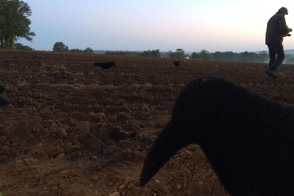 Le chasseur dispose des leurres pour attirer les corvidés.