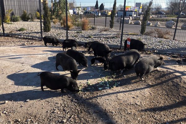 La population de cochons de la zone industrielle de la Palun, à Marignane, le 12 janvier 2022.