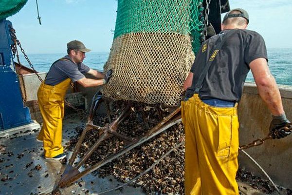 Barfleur : l'un des ports de débarque de la Moule de Barfleur, Saint Vaast la Hougue, Grandcamp Maisy 