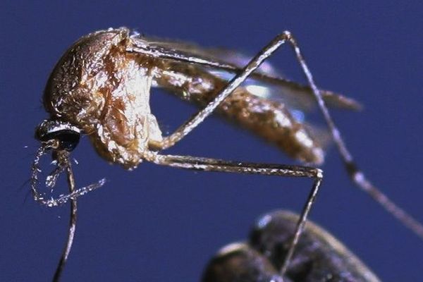 Moustique du genre Culex, pouvant transmettre le virus du Nil occidental