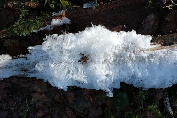 Le curieux phénomène a été observé en forêt à Grande-Rivière, près de Saint-Laurent-en-Grandvaux (Jura), ce dimanche 17 décembre 2023.