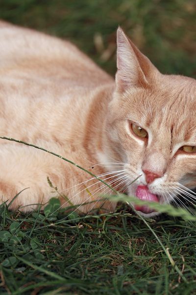 Les chats sont aussi susceptibles d'être touchés par le diabète.