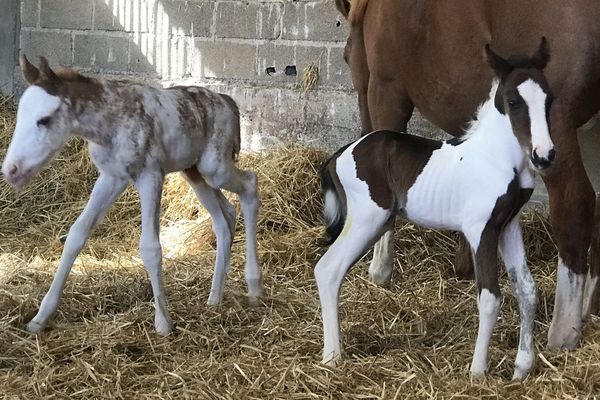 Poulains Jumeaux A Troyes La Pouliche Venicia Est Morte