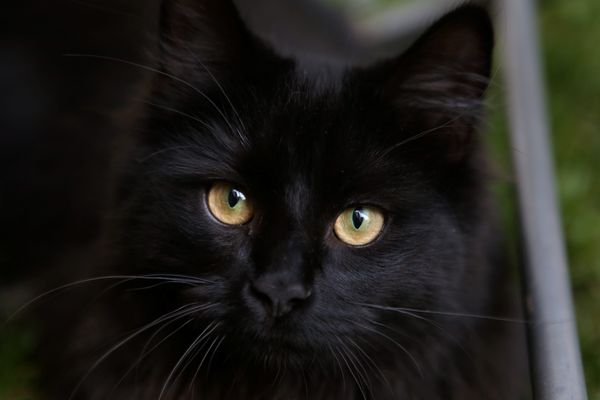 Vénissieux : coincé dans la barre Monmousseau vouée à la destruction, un chat suscite l'émoi sur les réseaux sociaux