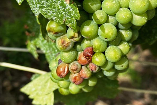 Certains viticulteurs et vignerons de la Champagne-Ardenne sont touchés par l'oïdium.