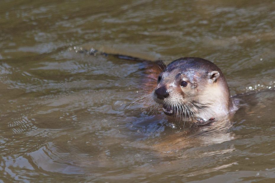 Tiens Revoila La Loutre A Montauban