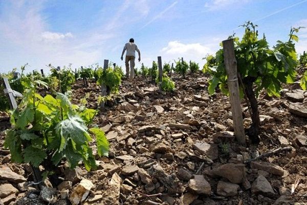 Viticulture en Languedoc-Roussillon