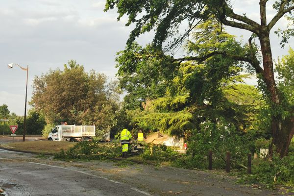 Des arbres couchés, ou têtes coupées. Il faut maintenant tout déblayer après le passage de ces rafales de vent très localisées dans un couloir de 250 mètres à Léon dans les Landes.