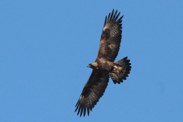 Un aigle royal observé dans le ciel du Haut-Jura