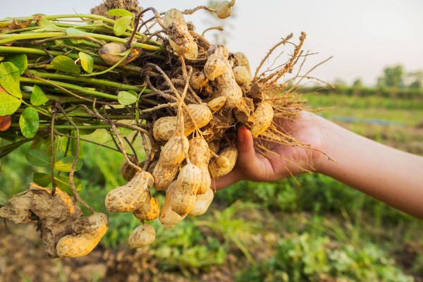 La récolte des cacahuètes se fait généralement en deux étapes : d'abord, les plantes sont arrachées du sol avec leurs gousses encore attachées aux racines, puis elles sont laissées à sécher à l'air libre (Image d'illustration).