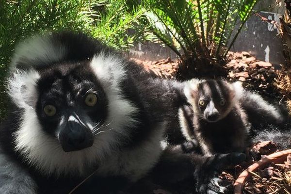 Le Parc Phoenix a la plaisir de vous annoncer la naissance d’un bébé lémurien Vari. La maman et le bébé se portent bien !