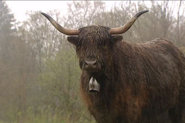 Les vaches écossaises s'adaptent parfaitement au climat du massif du Haut-Jura. 