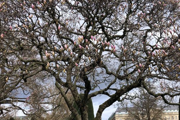 Place de la République, à Strasbourg, les arbres sont déjà en fleurs en ce mois de février.