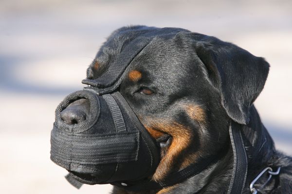 Le chien mis en cause dans la morsure d'une petite fille ne portait pas de muselière au moment des faits.