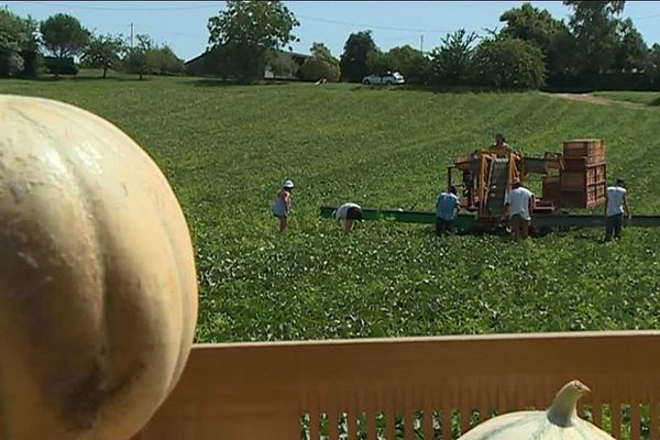 Les producteurs vendent à perte depuis plusieurs jours. 