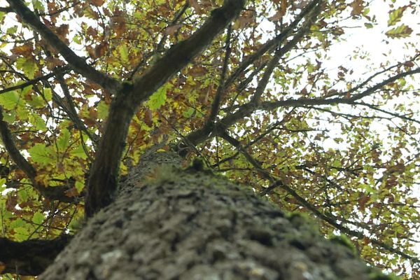 Dans l'Allier, les forêts sont en danger.