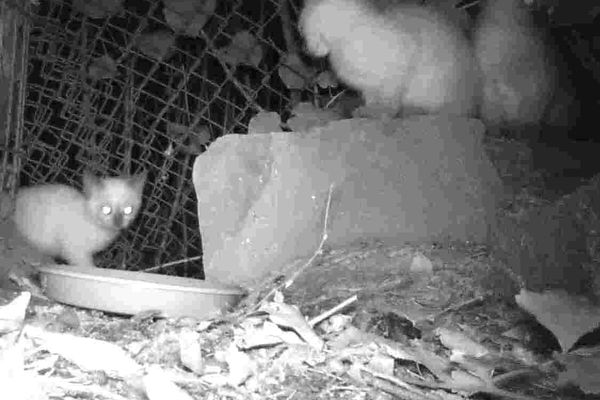 Les chats sont appâtés avec de la nourriture. Une caméra permet de les observer et de savoir si il s'agit de chats errants.