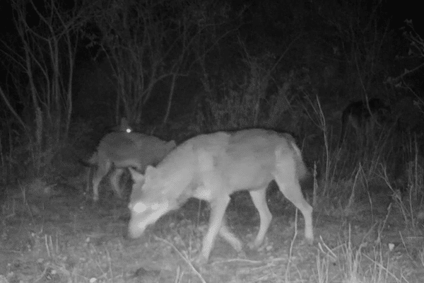 Les loups suivis dans le parc national des Calanques de Marseille.