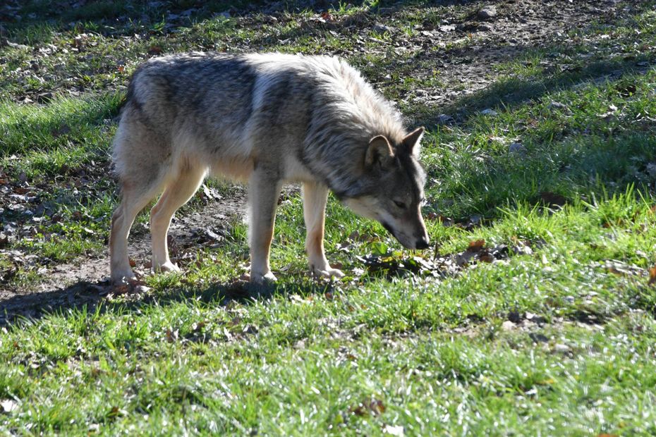 “It’s Not Uncommon to Spot a Wolf Near Toulon’s City Center”