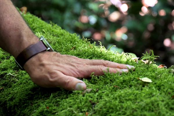 A la rencontre des amoureux et protecteurs de la forêt de Compiègne